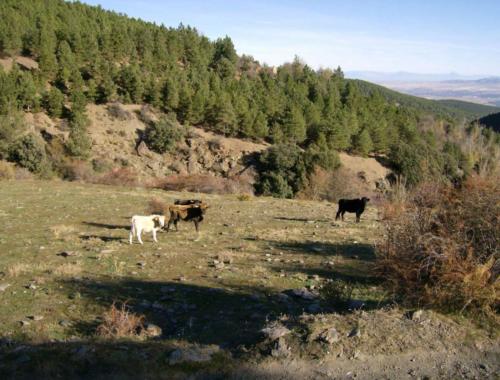 vacas